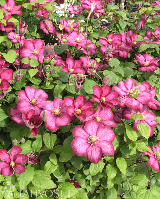 Tuotekuva Ville de Lyon loistokärhö