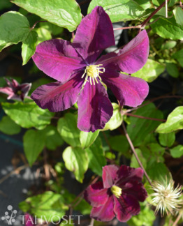 Tuotekuva Warszawska Nike loistokärhö