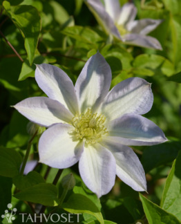 Tuotekuva Yukikomachi loistokärhö