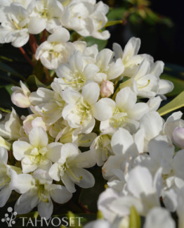 Tuotekuva Lumotar alppiruusu Rhododendron