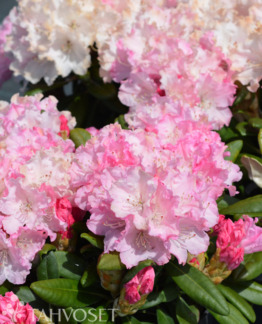 Tuotekuva Royal Rosy alppiruusu