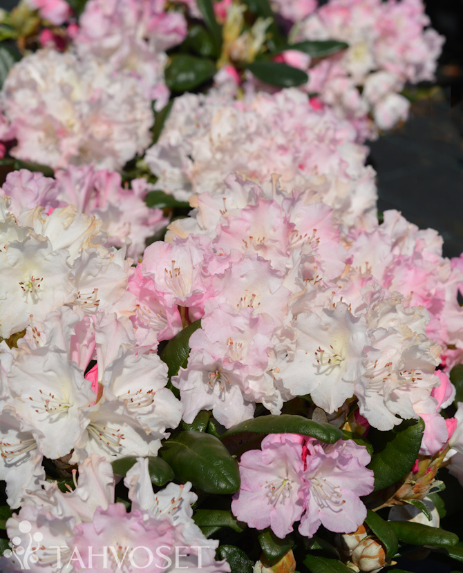 Tuotekuva Royal Rosy alppiruusu