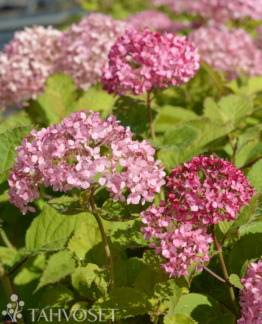 Tuotekuva Bellaragazza Mauvette pallohortensia