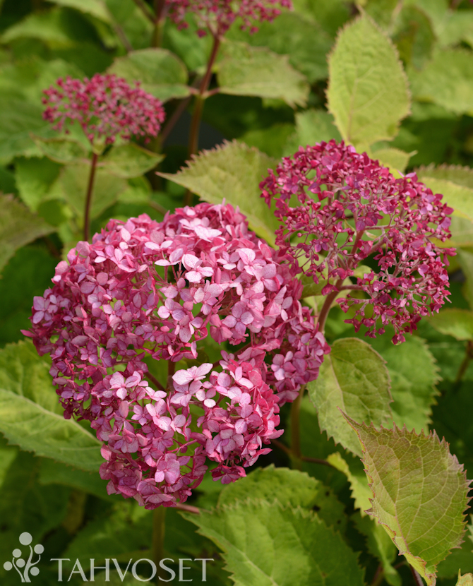 Tuotekuva Bellaragazza Mauvette pallohortensia