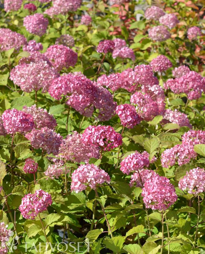 Tuotekuva Bellaragazza Mauvette pallohortensia
