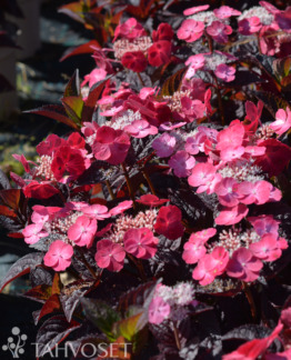 Tuotekuva Daredevil safiirihortensia