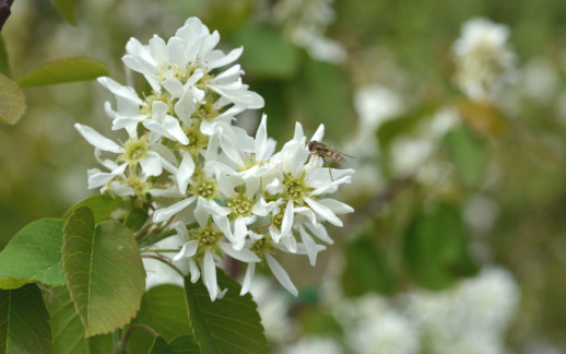 Northline marjatuomipihlajan kukkia