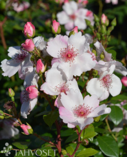 tuotekuva Jacqueline du Pré puistoruusu