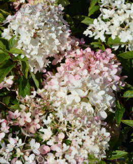 Tuotekuva Groundbreaker Blush Japaninhortensia ‘Lc No21'
