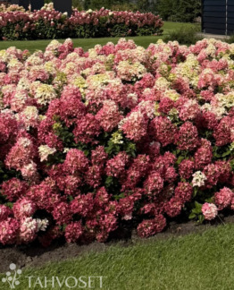 Tuotekuva Groundbreaker Ruby Japaninhortensia ‘Lc No27’