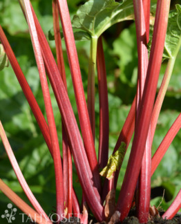 Tuotekuva Red Champagne raparperi