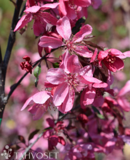 Tuotekuva Royal Beauty riippaomenapuu kukka