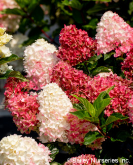 Tuotekuva Spring Sizzle japaninhortensia 'Bailpanthree'