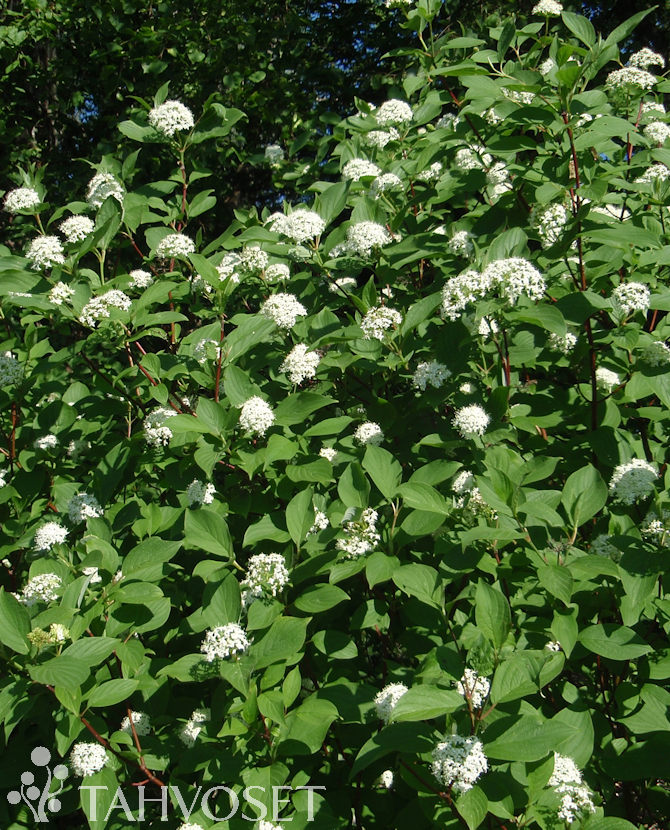 KORALLIKANUKKA At 3 L Puutarha Tahvoset